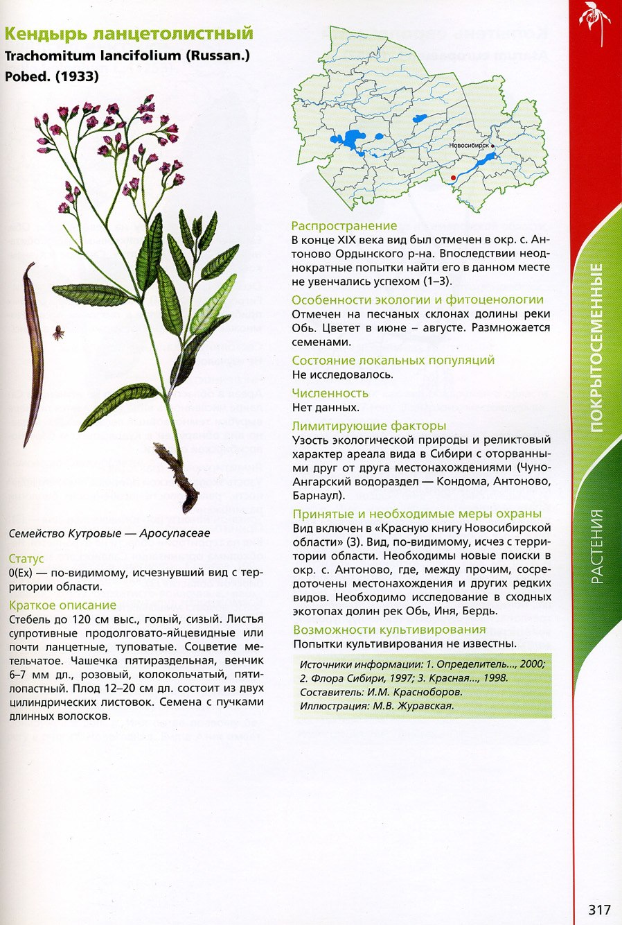 Apocynum androsaemifolium