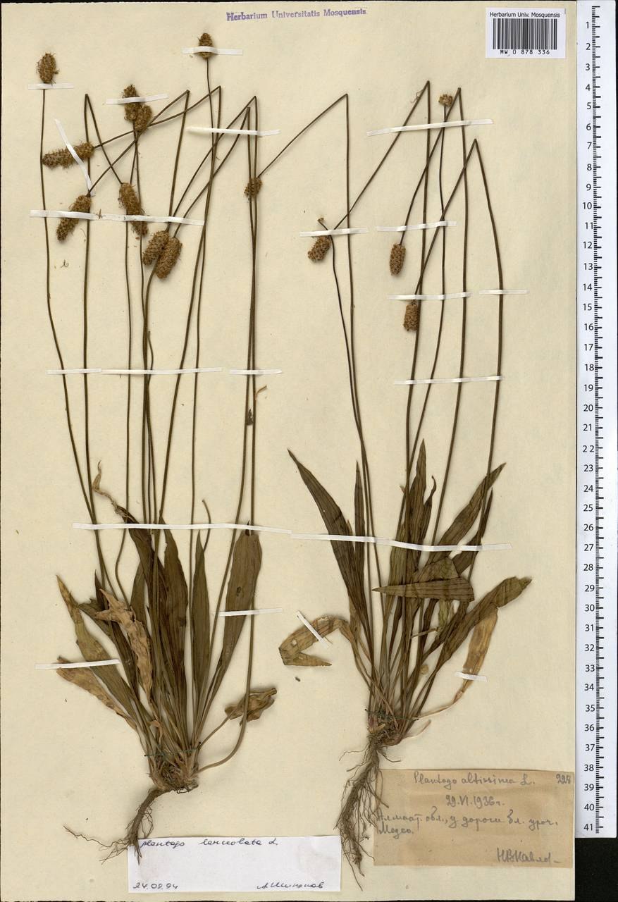 Подорожник ланцетный трава