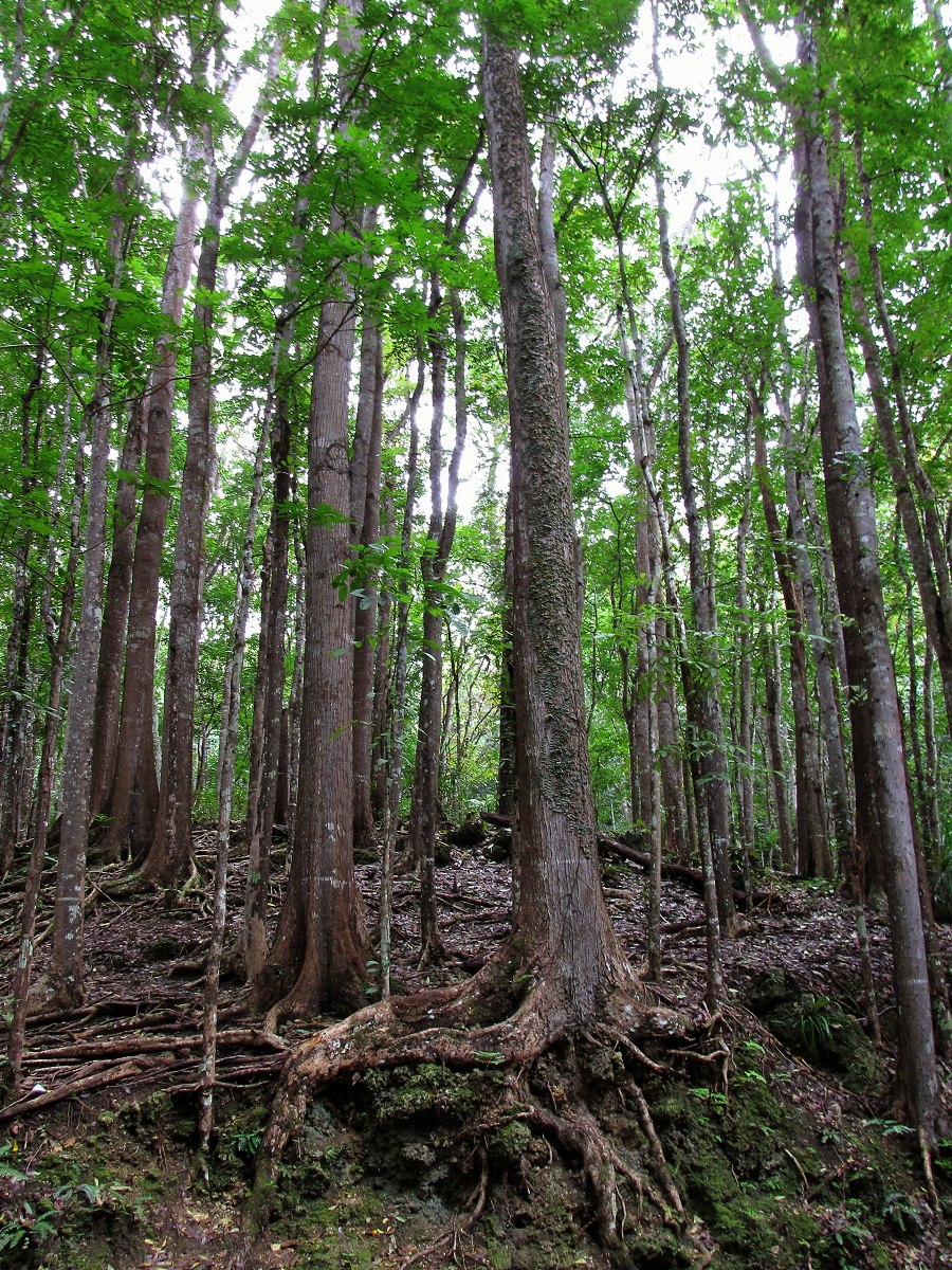 Swietenia macrophylla