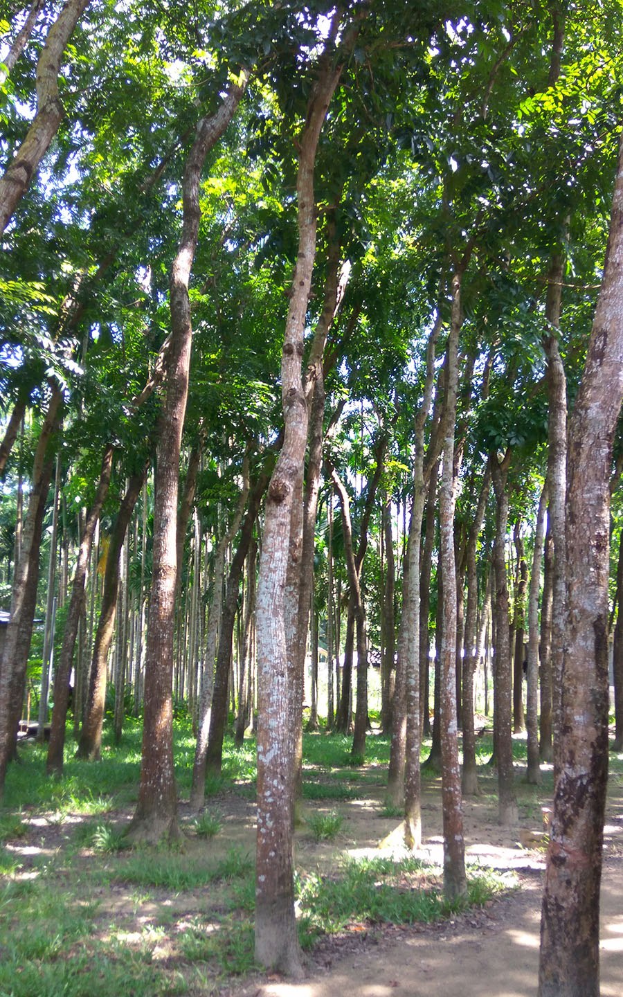 Махагони дерево