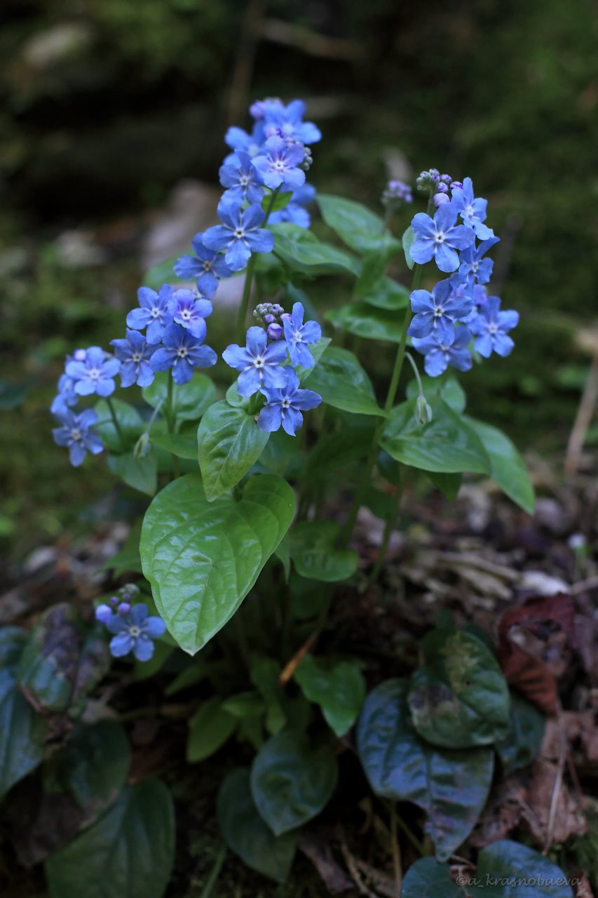 Омфалодес весенний (Пупочник) (omphalodes Verna)