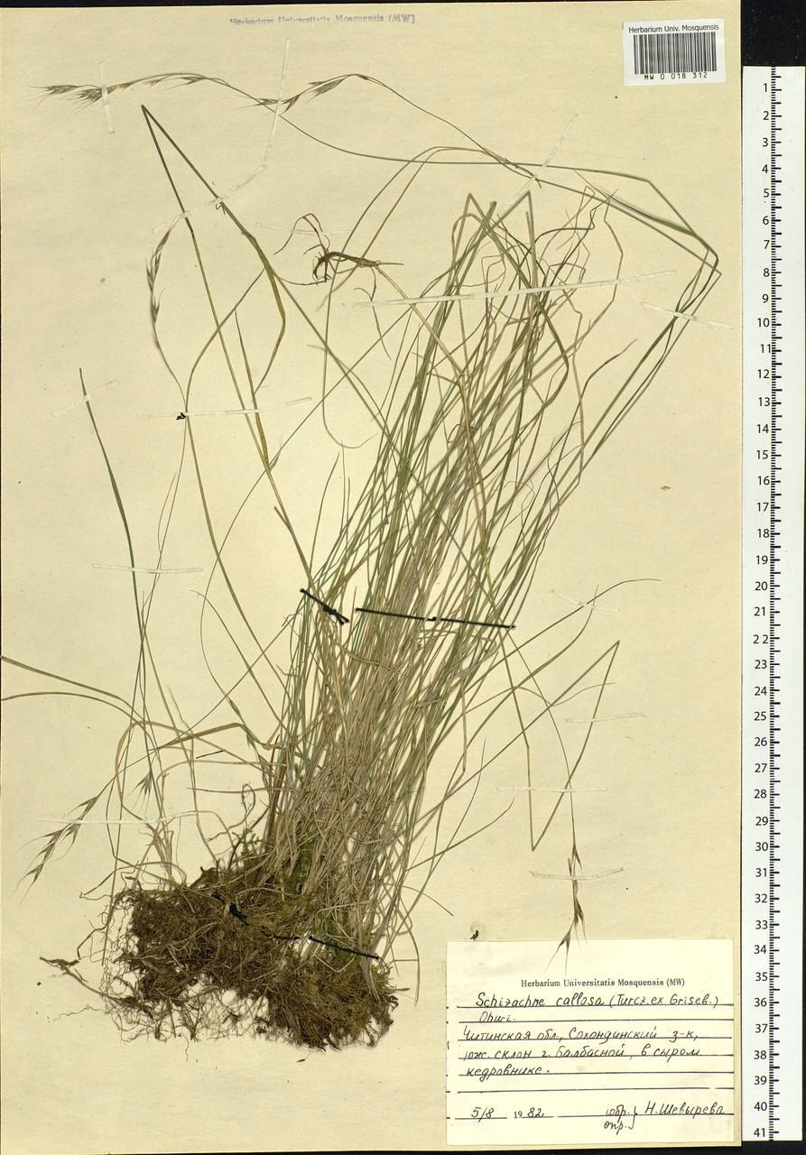 Ковыль Тырса