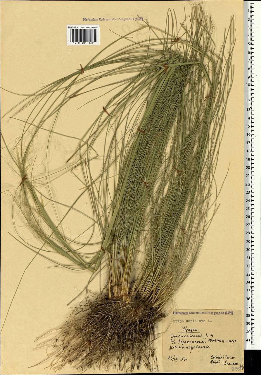 Ковыль-волосатик (Stipa)