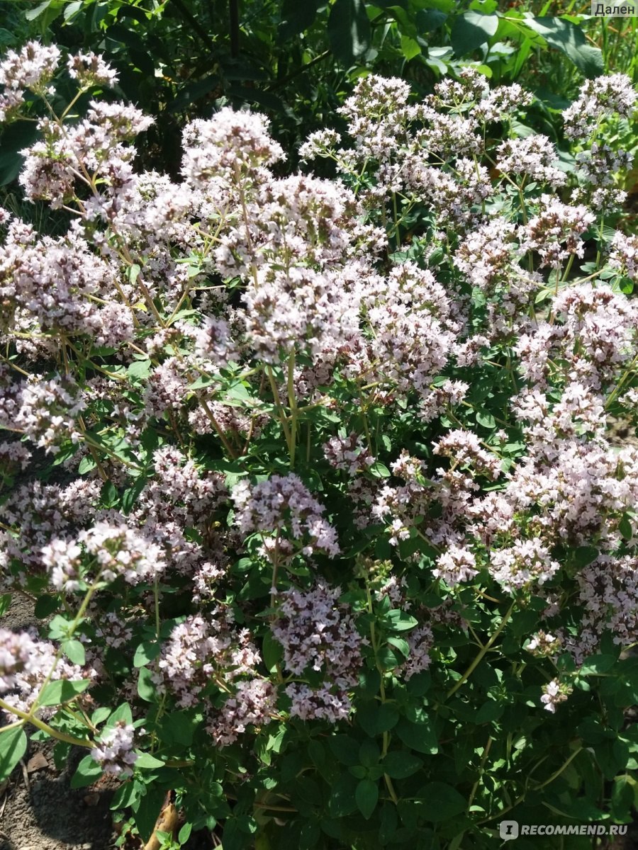 Душица сирийская