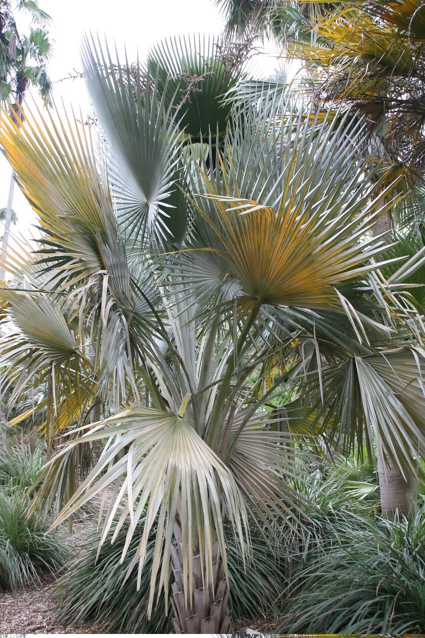 Канделилла кустарник