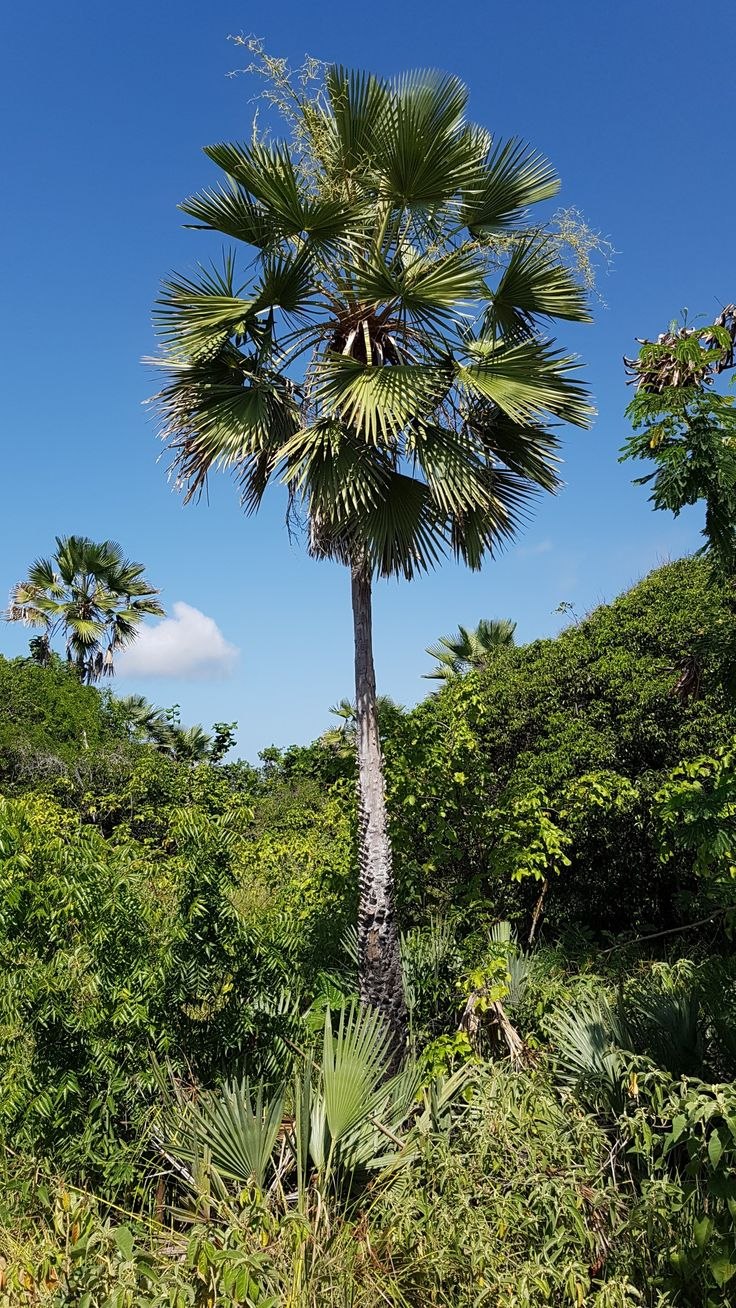 Пальма карнауба