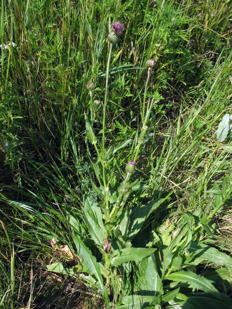 Бодяк западный