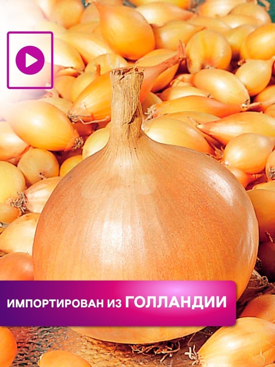 Лук-севок Стурон