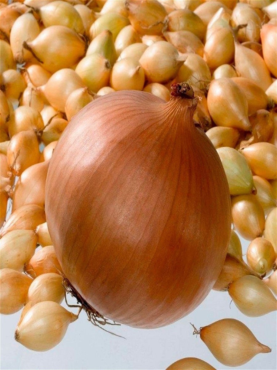 Аллиум Гладиатор растение