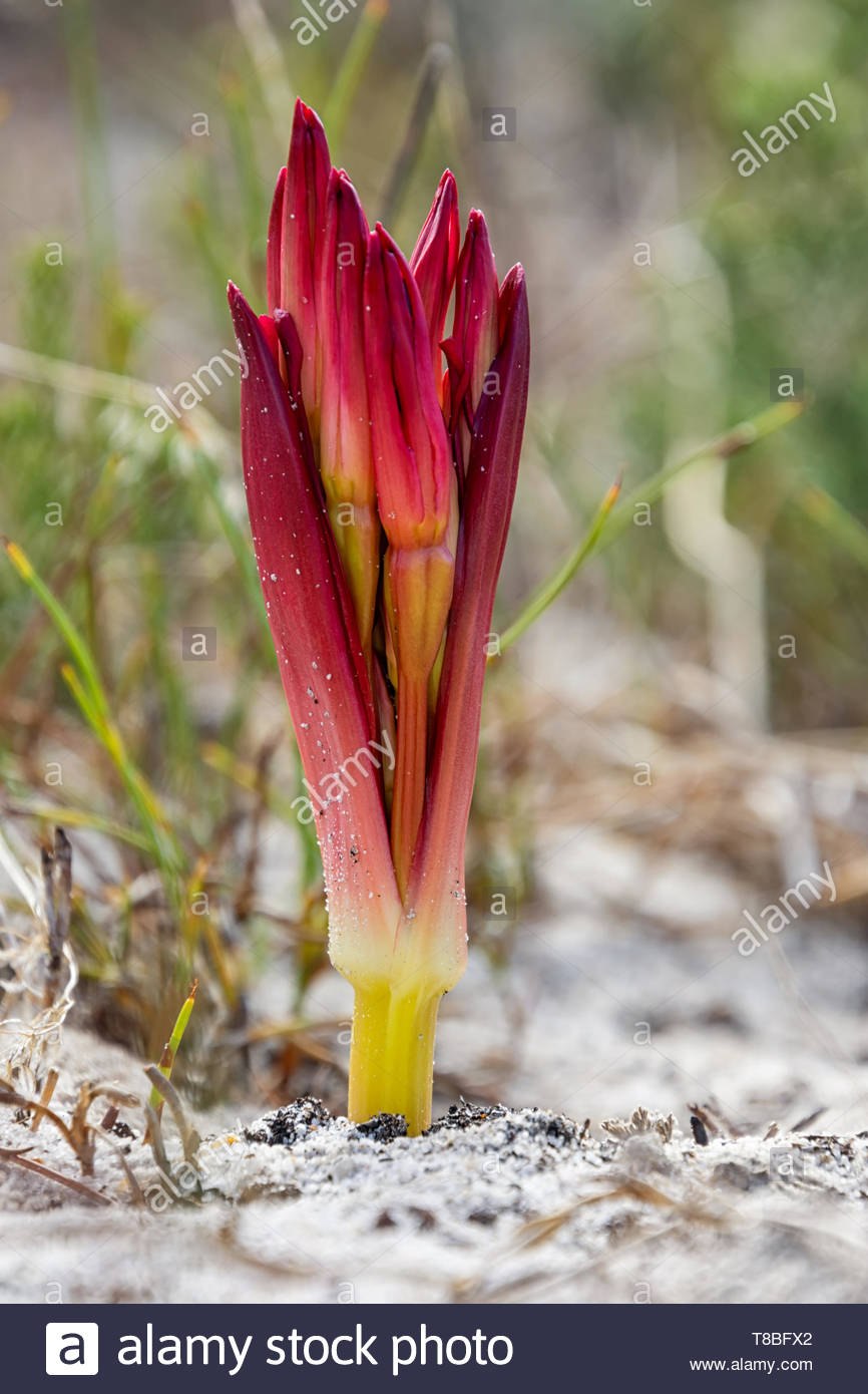 Брунсвигия крупноцветковая