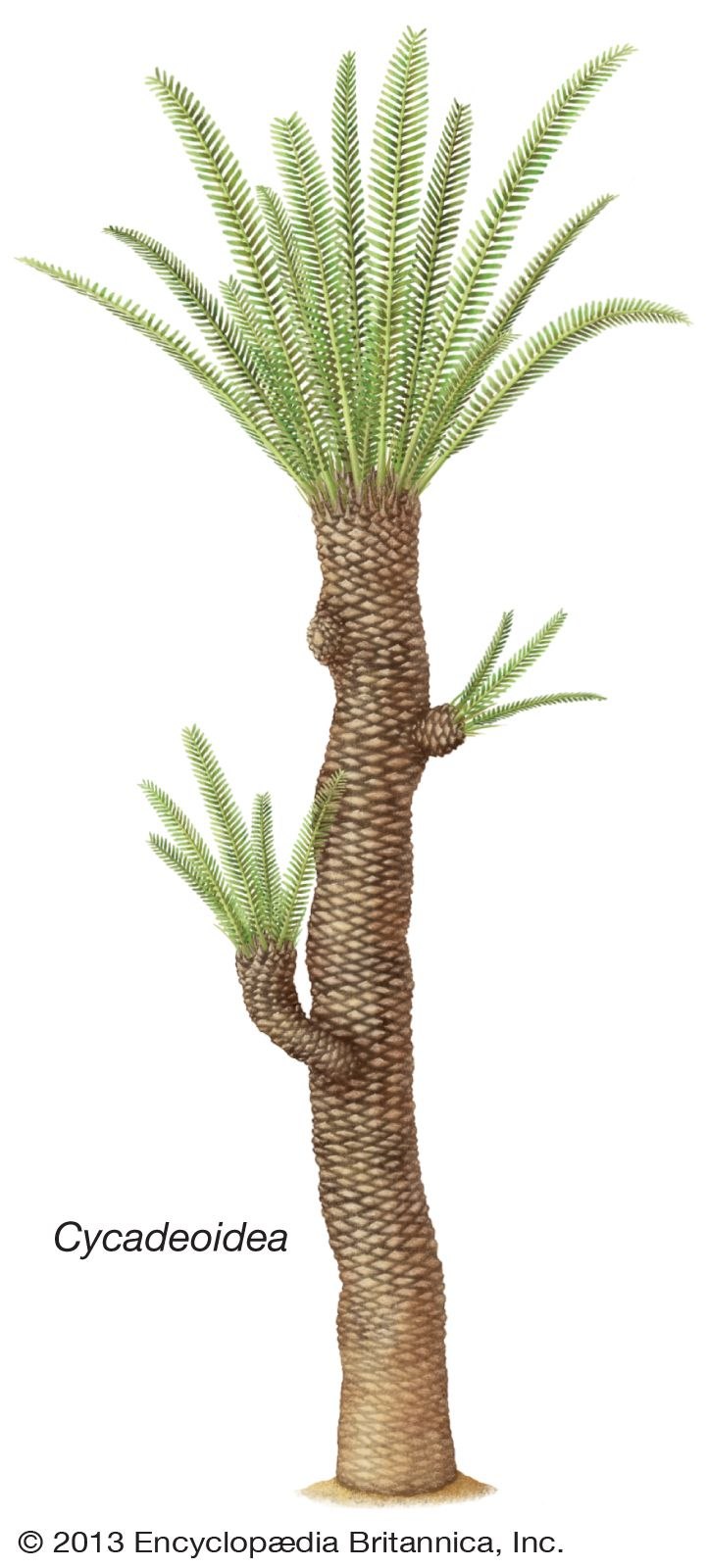 Беннетитовые ископаемые