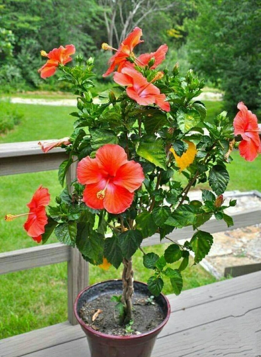 Гибискус Синенсис