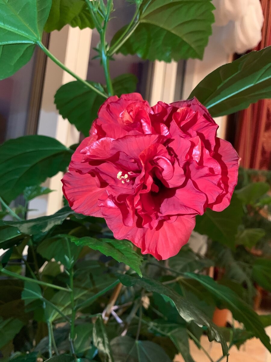 Гибискус китайская роза