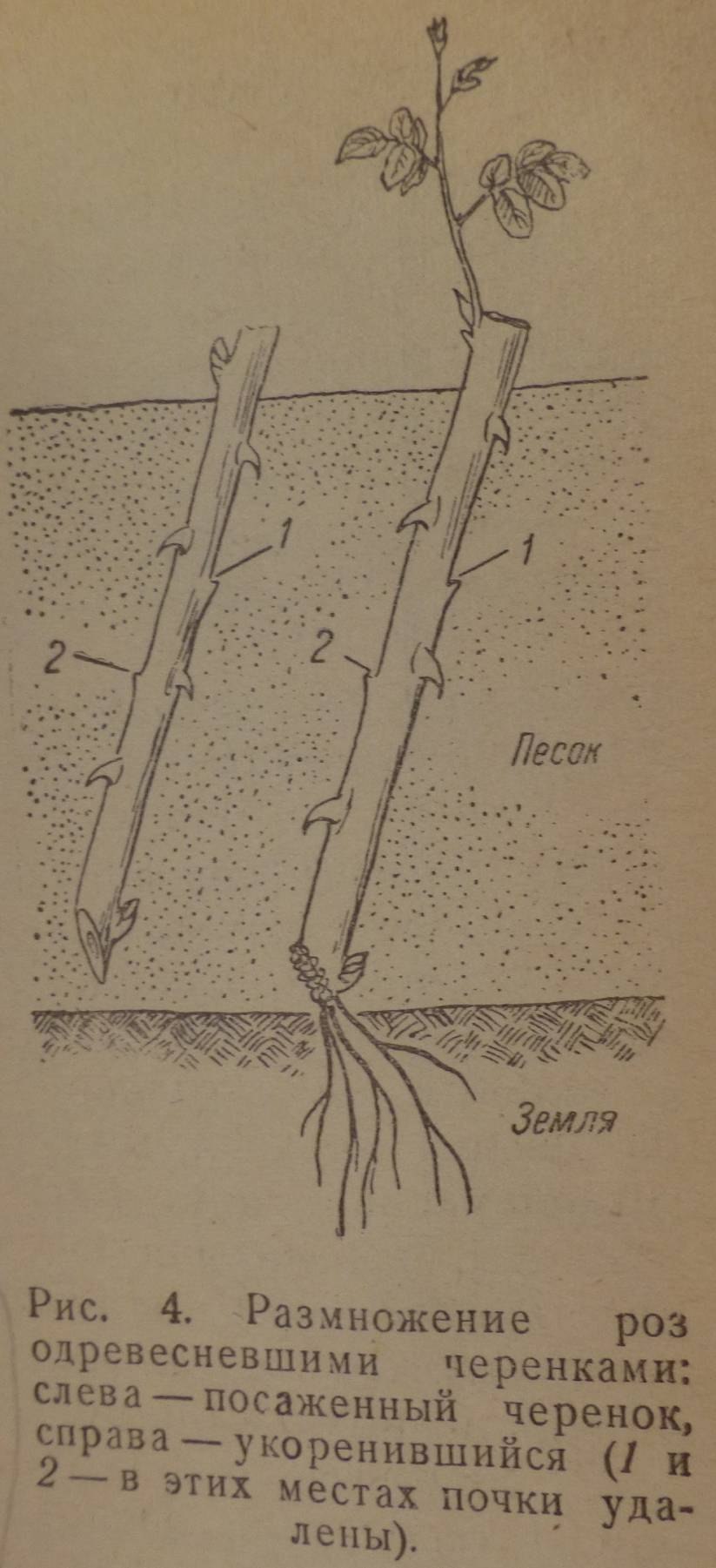 Осенняя посадка ( пересадка ) чёрной смородины