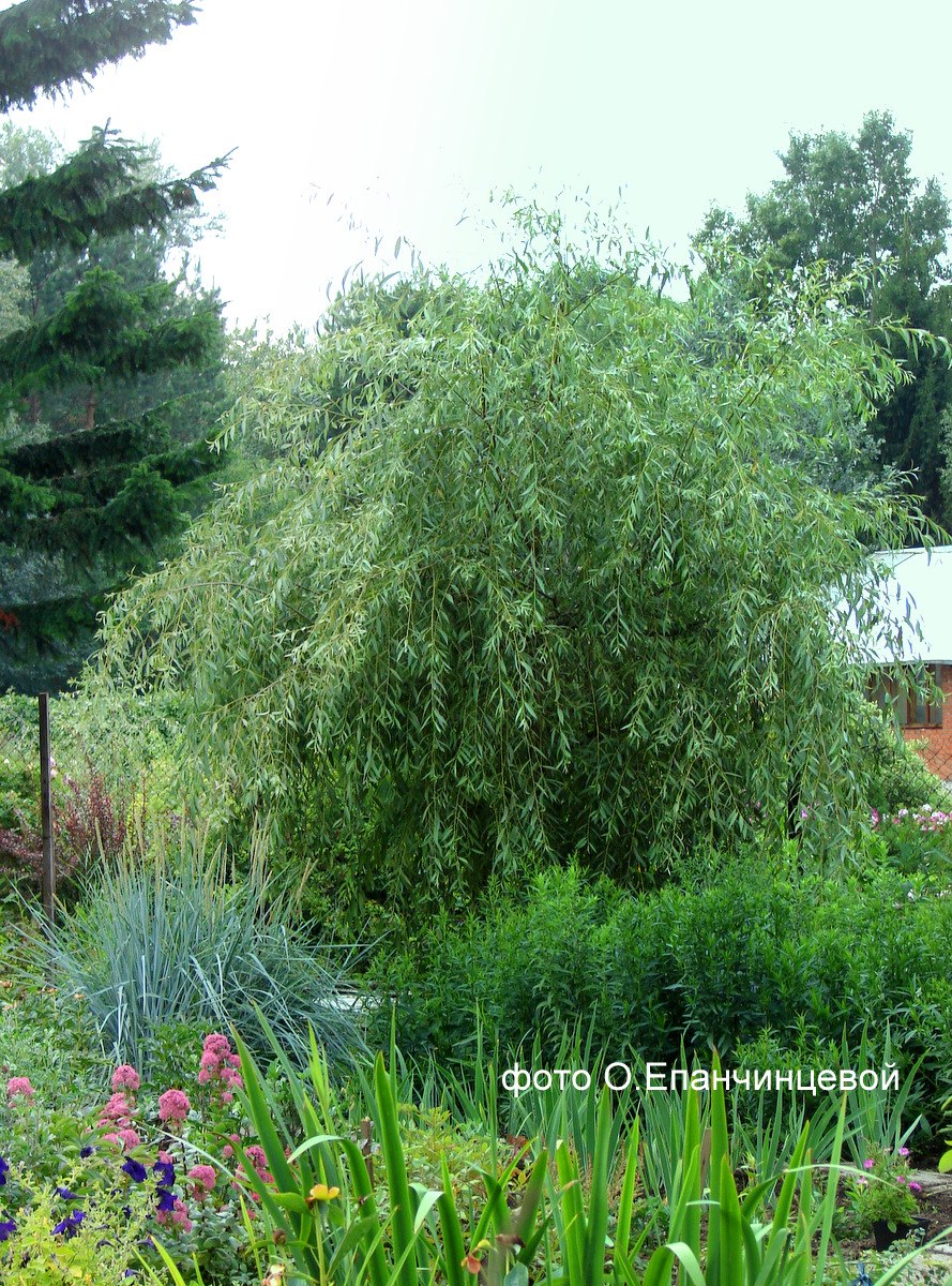 Белая серебристая Ива Salix var.argentea