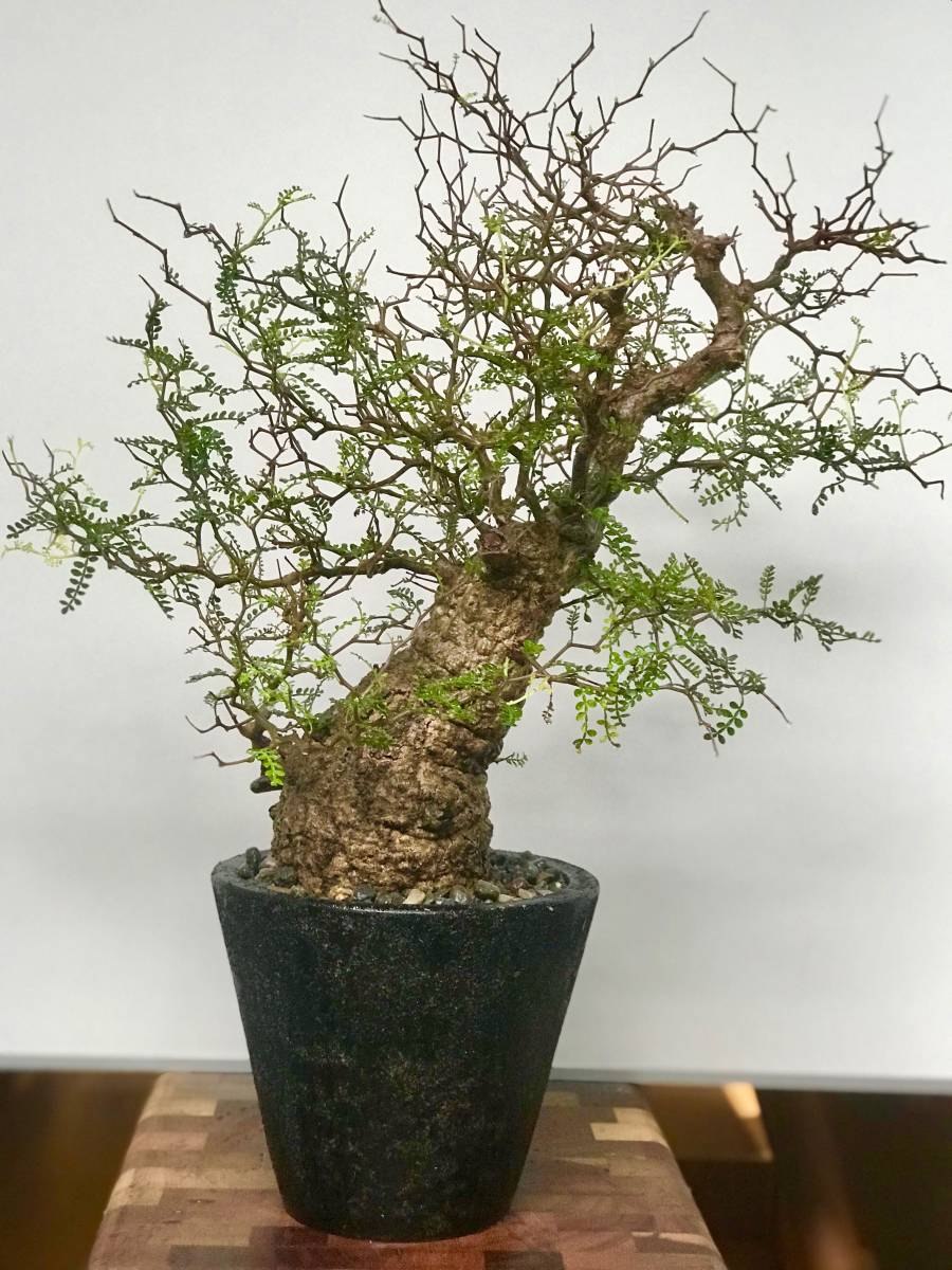 Черенки плетистой розы