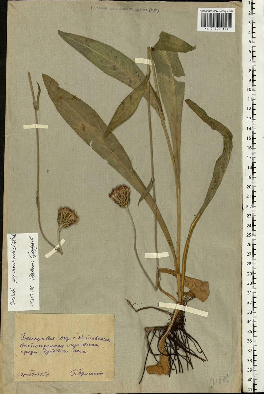 Бодяк (осот обыкновенный)