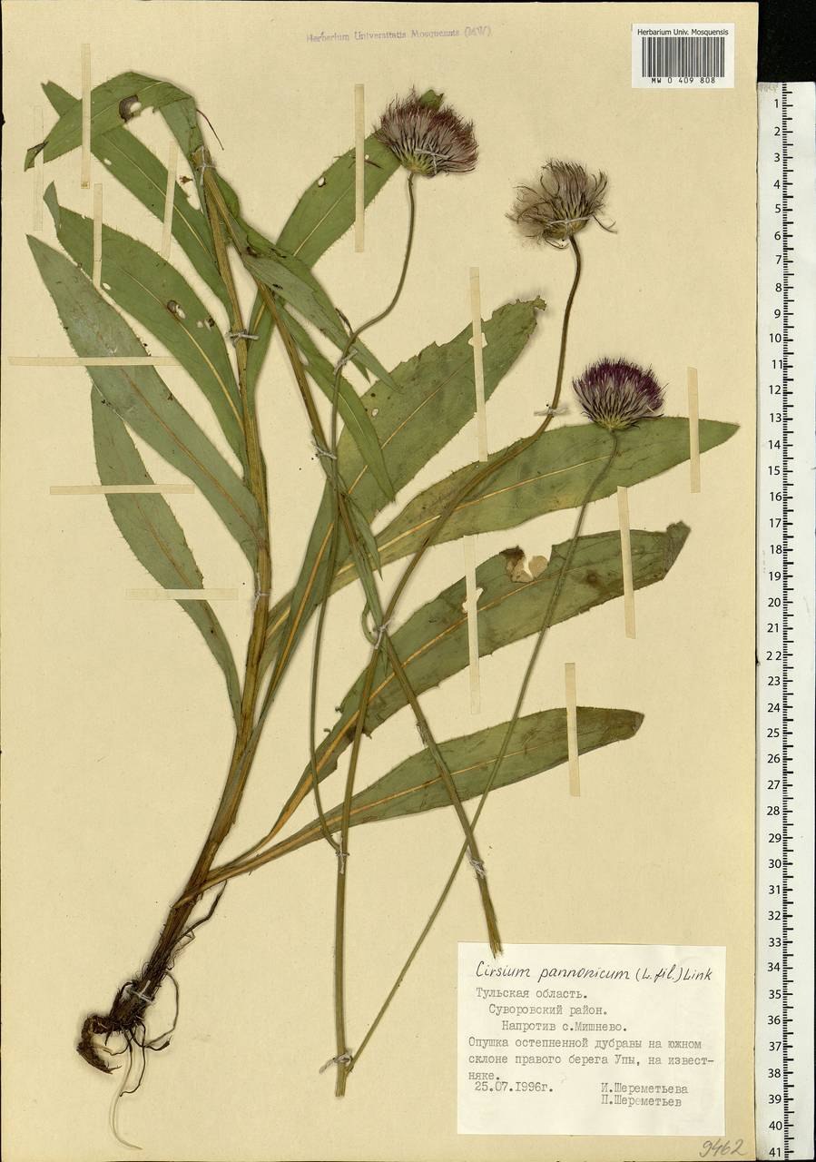 Бодяк (Cirsium l.) схема