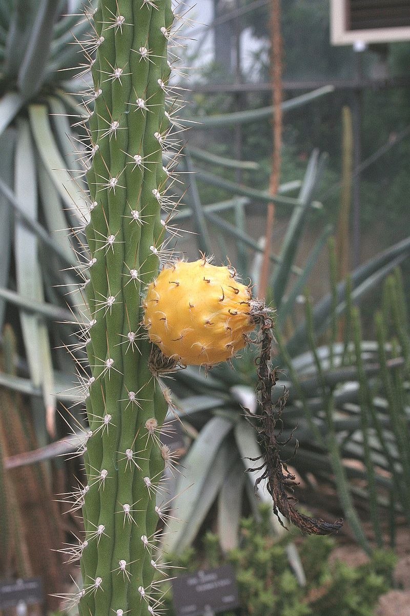 Harrisia tetracantha