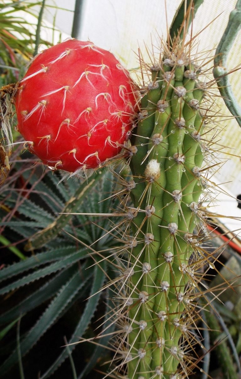 Опунция Ботанический атлас