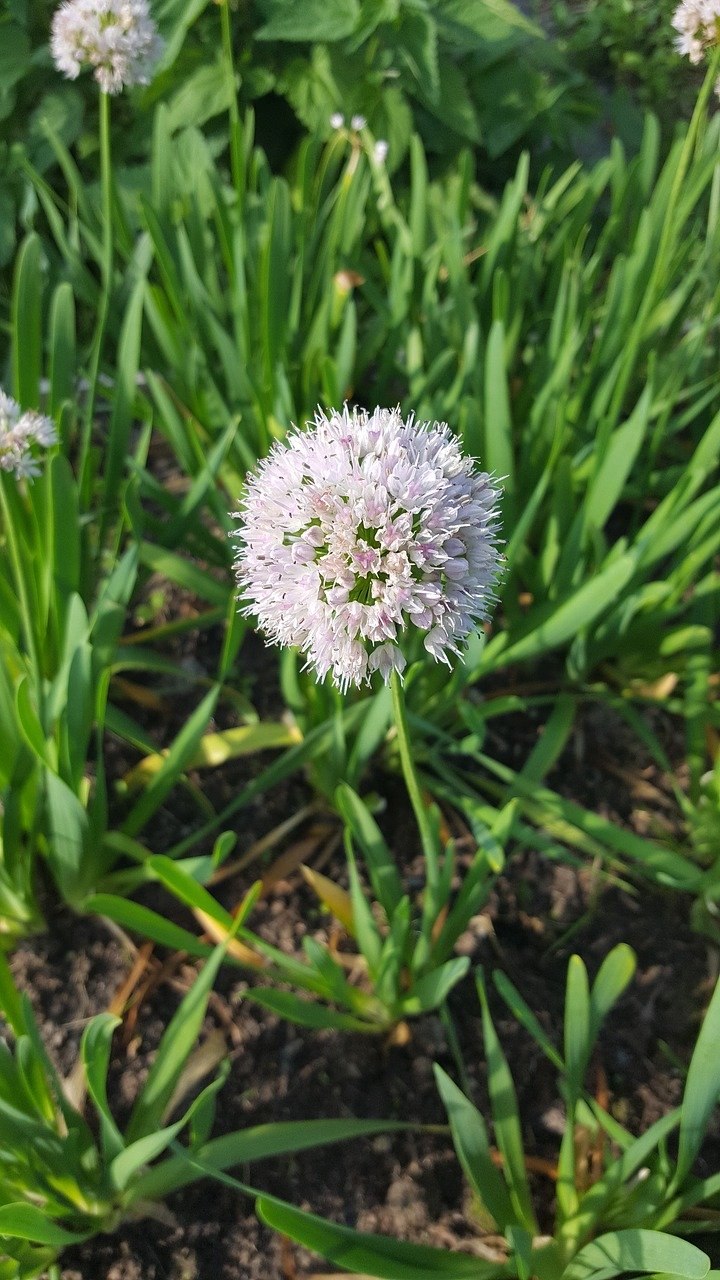 Лук шнитт (Allium schoenoprasum)