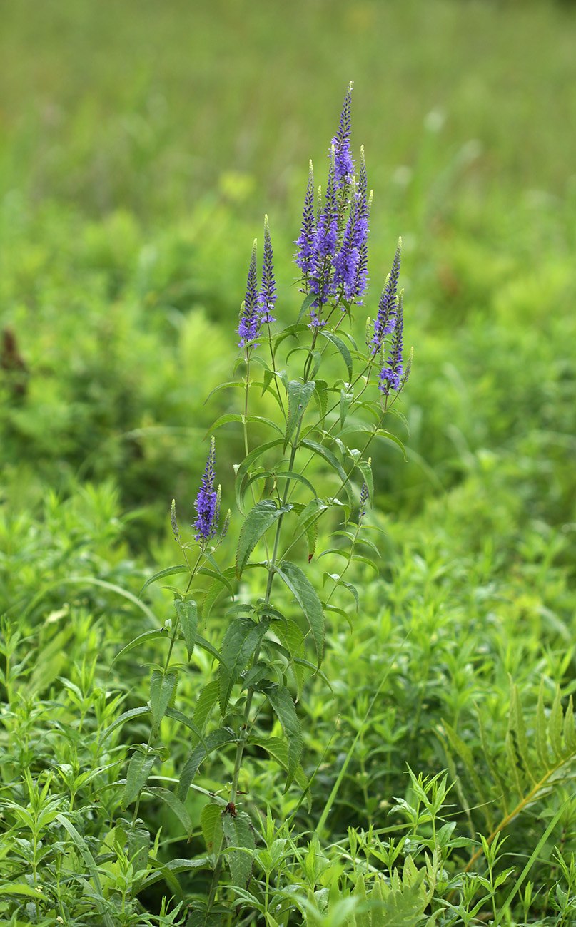 Вероника широколистная ф.розовая