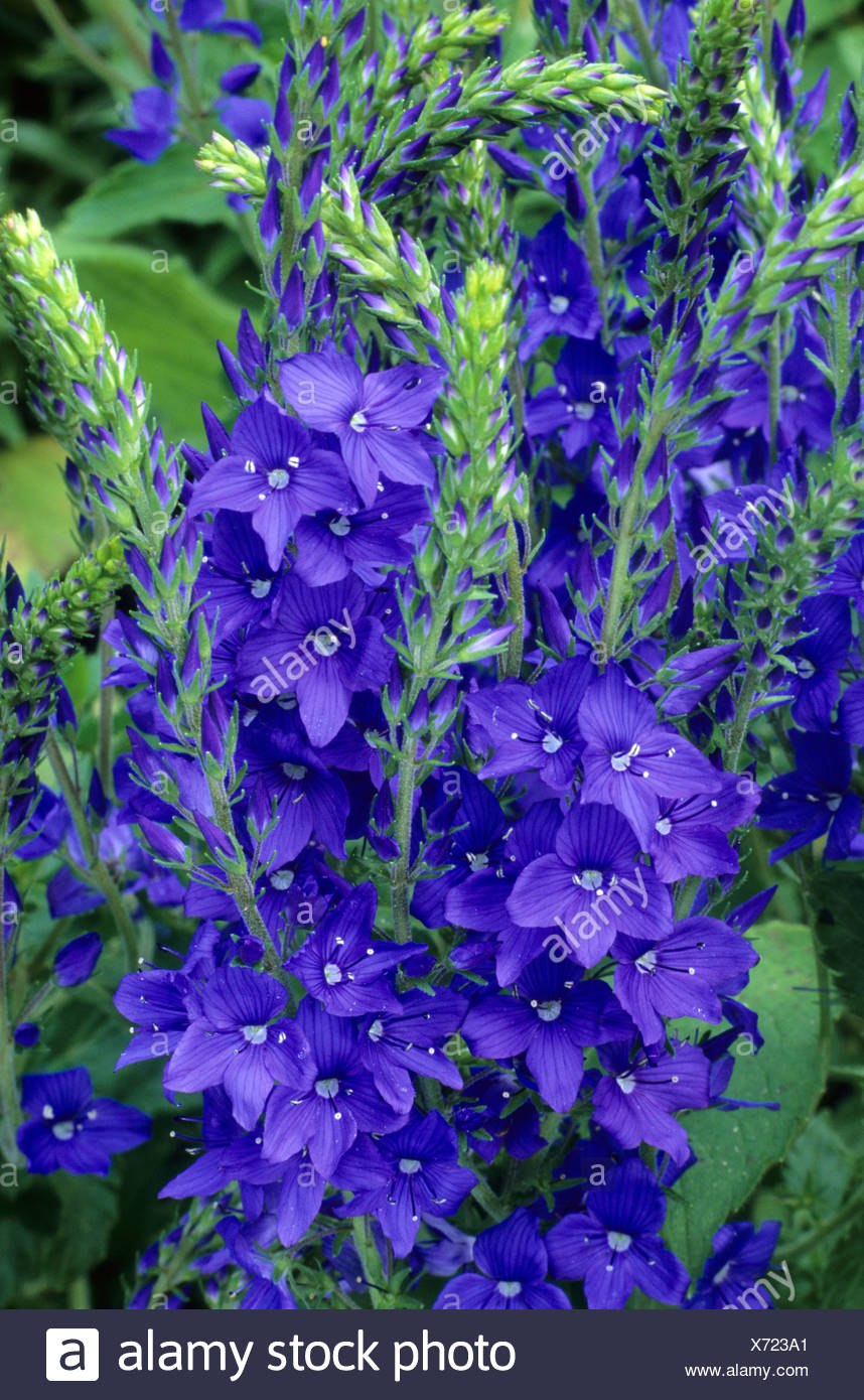 Вероника широколистная