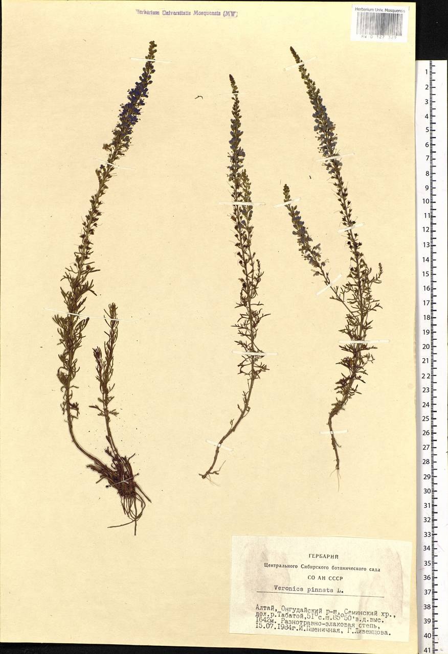 Veronica перистая