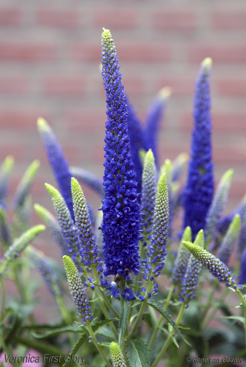 Вероника перистая