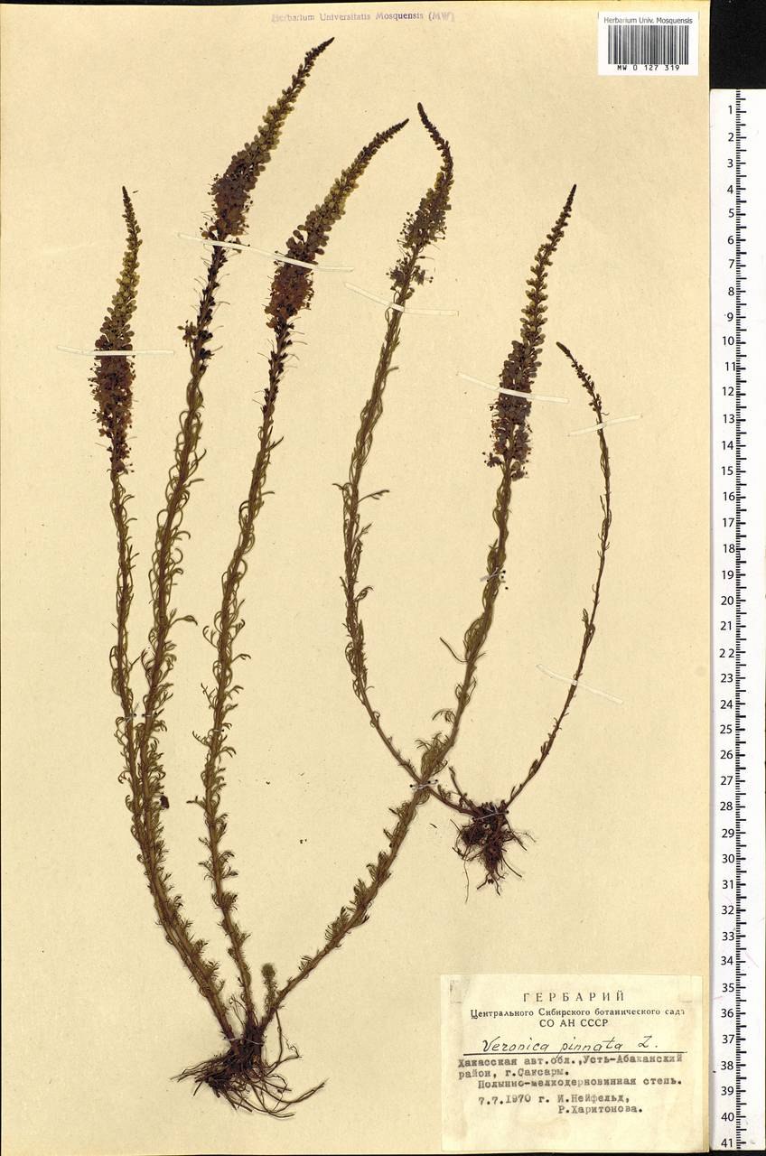 Veronica перистая