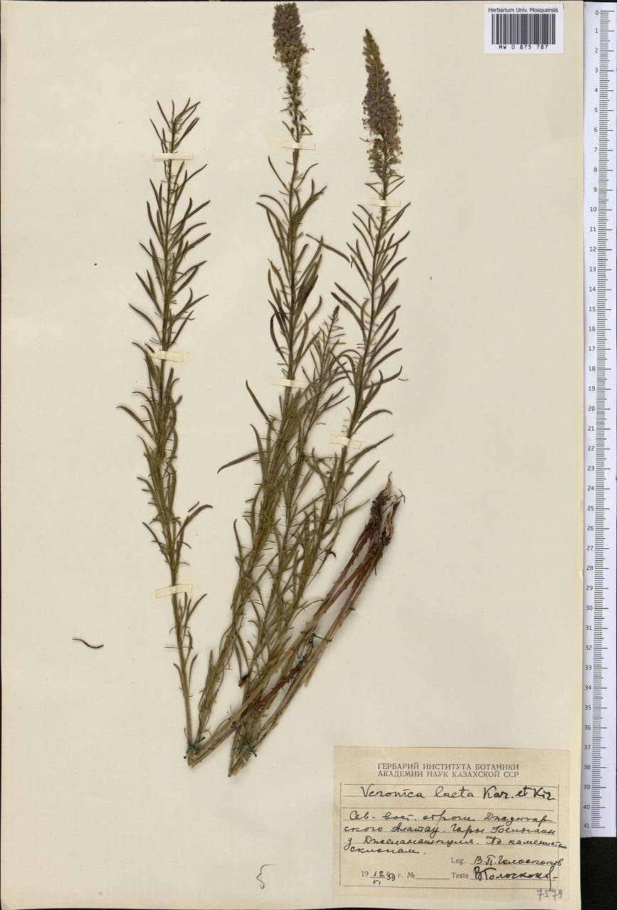 Вероника колосистая Heidekind