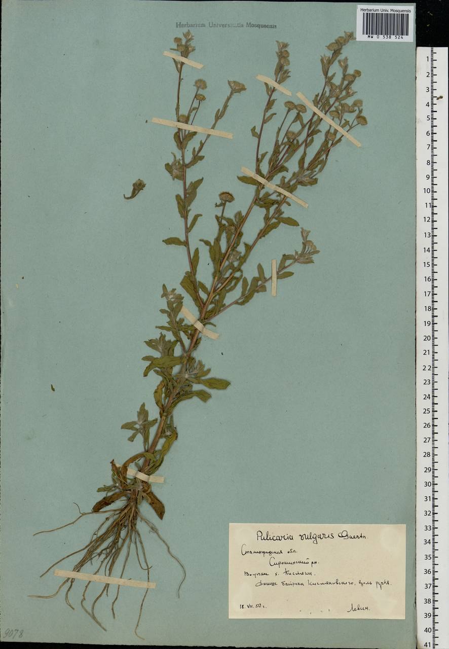 Bhagat Mentha