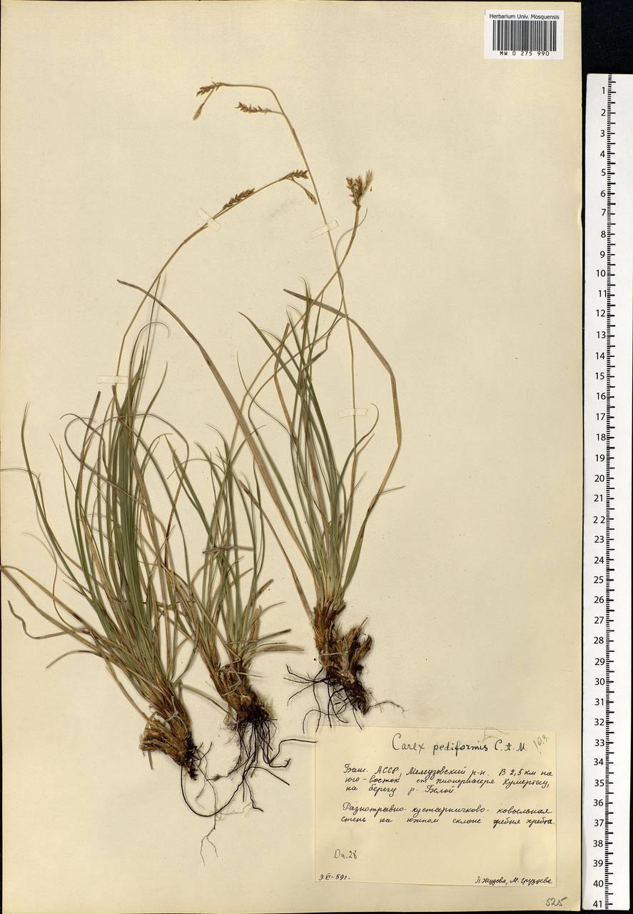 Осока стоповидная