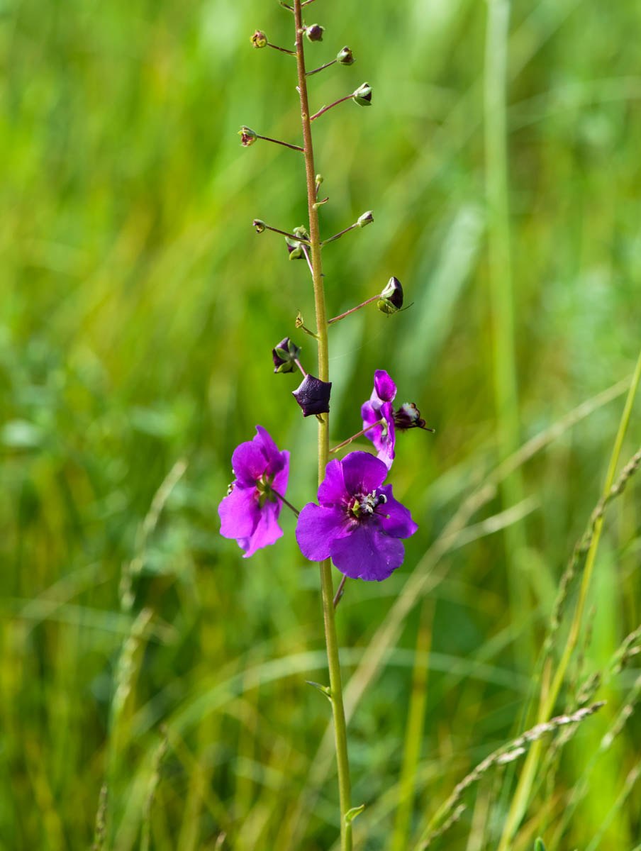 Verbascum phoeniceum