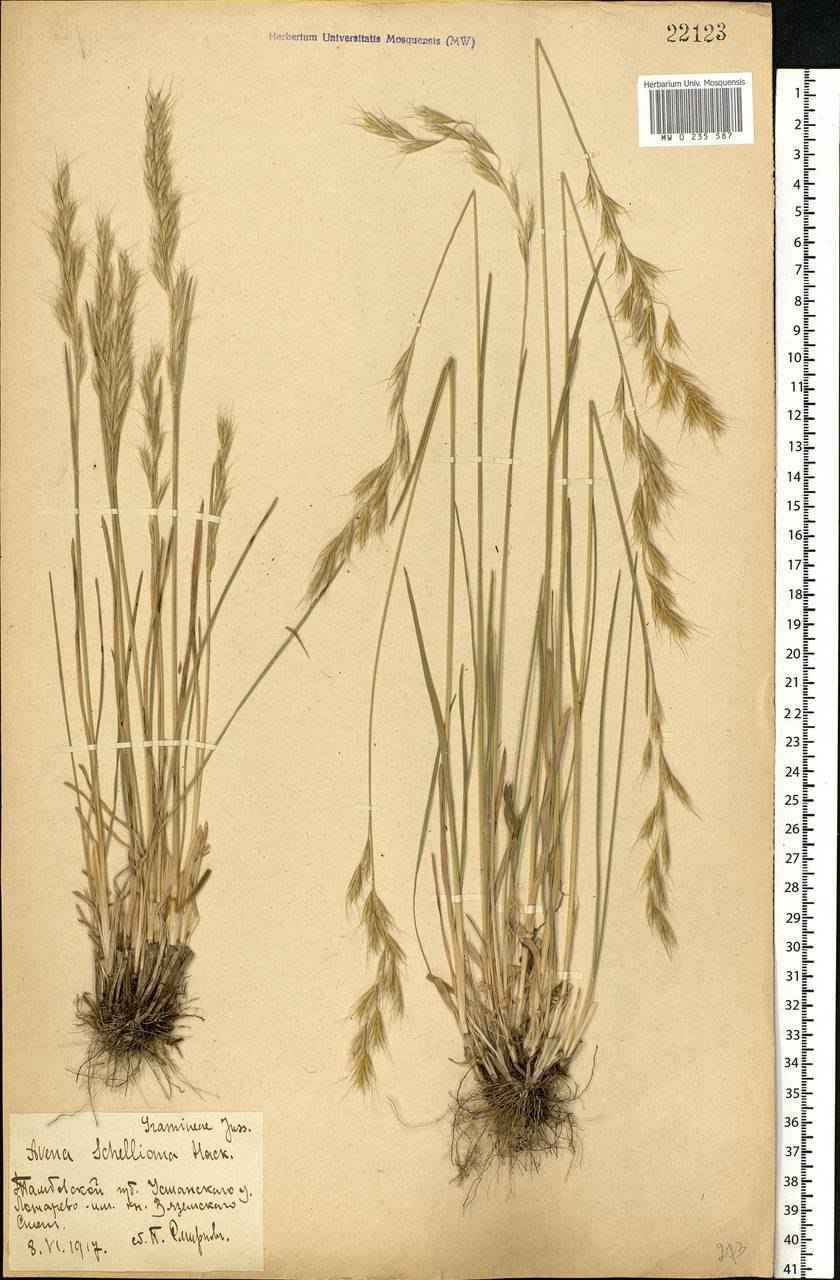 Осока трехнадрезная