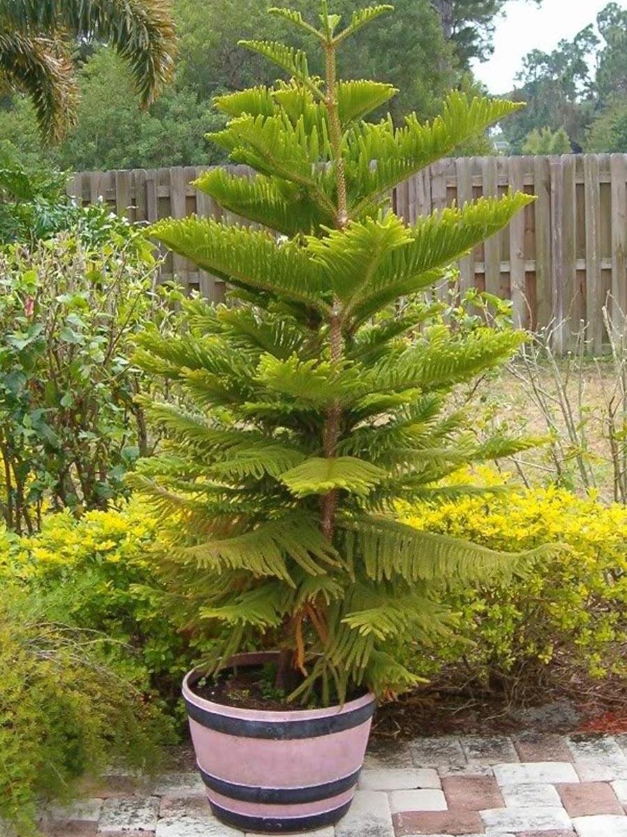 Чилийская сосна араукария