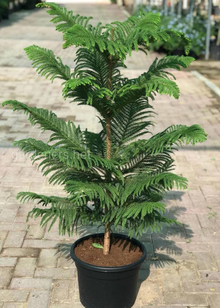 Араукария Чилийская