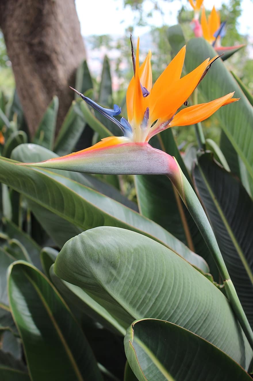 Стрелиция ситниковая