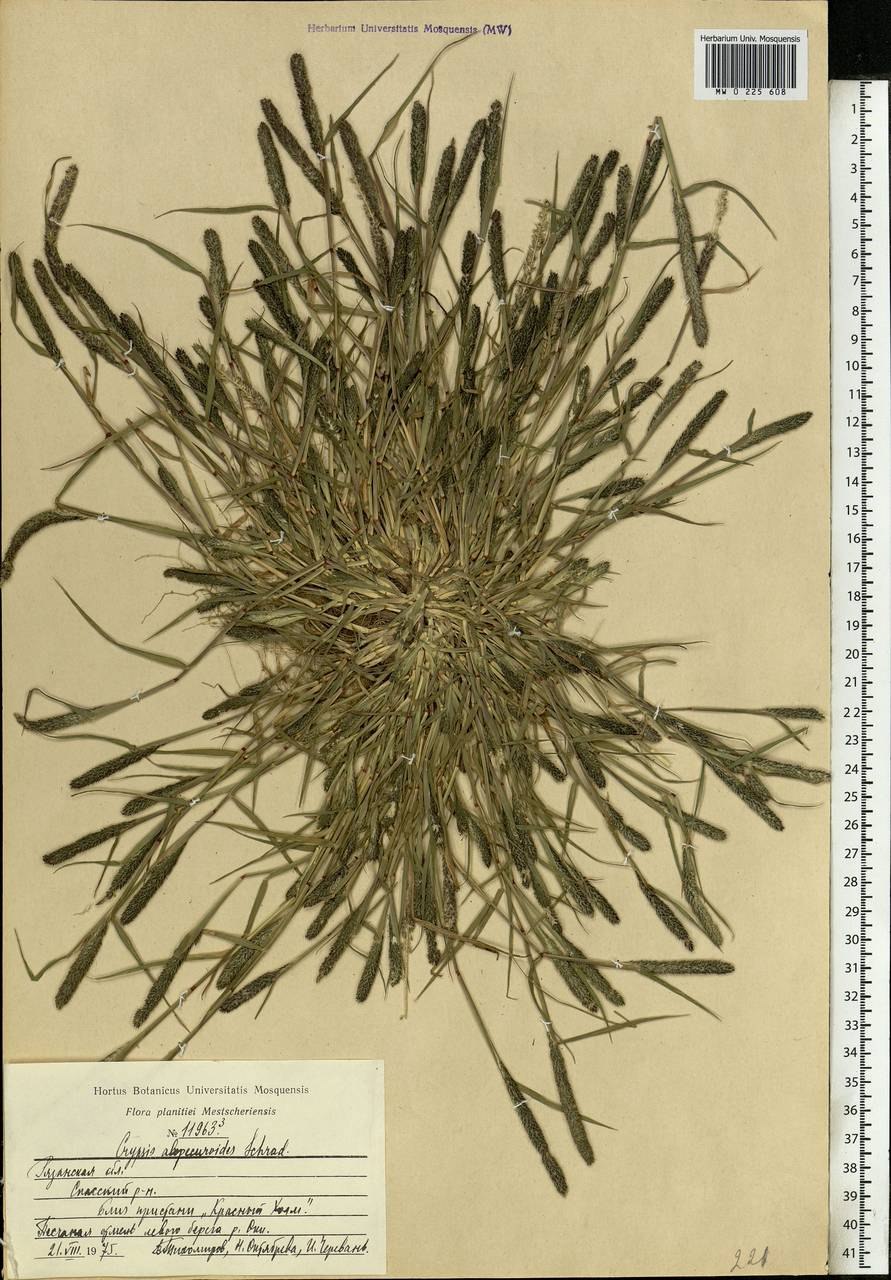 Crypsis alopecuroides