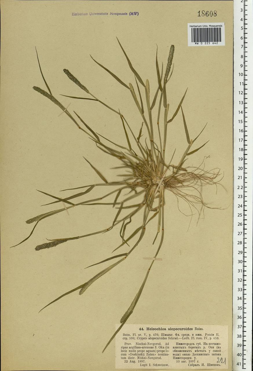Crypsis alopecuroides