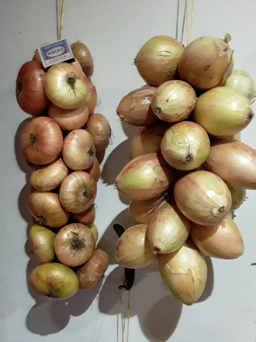 Лук Каприкорн репчатый