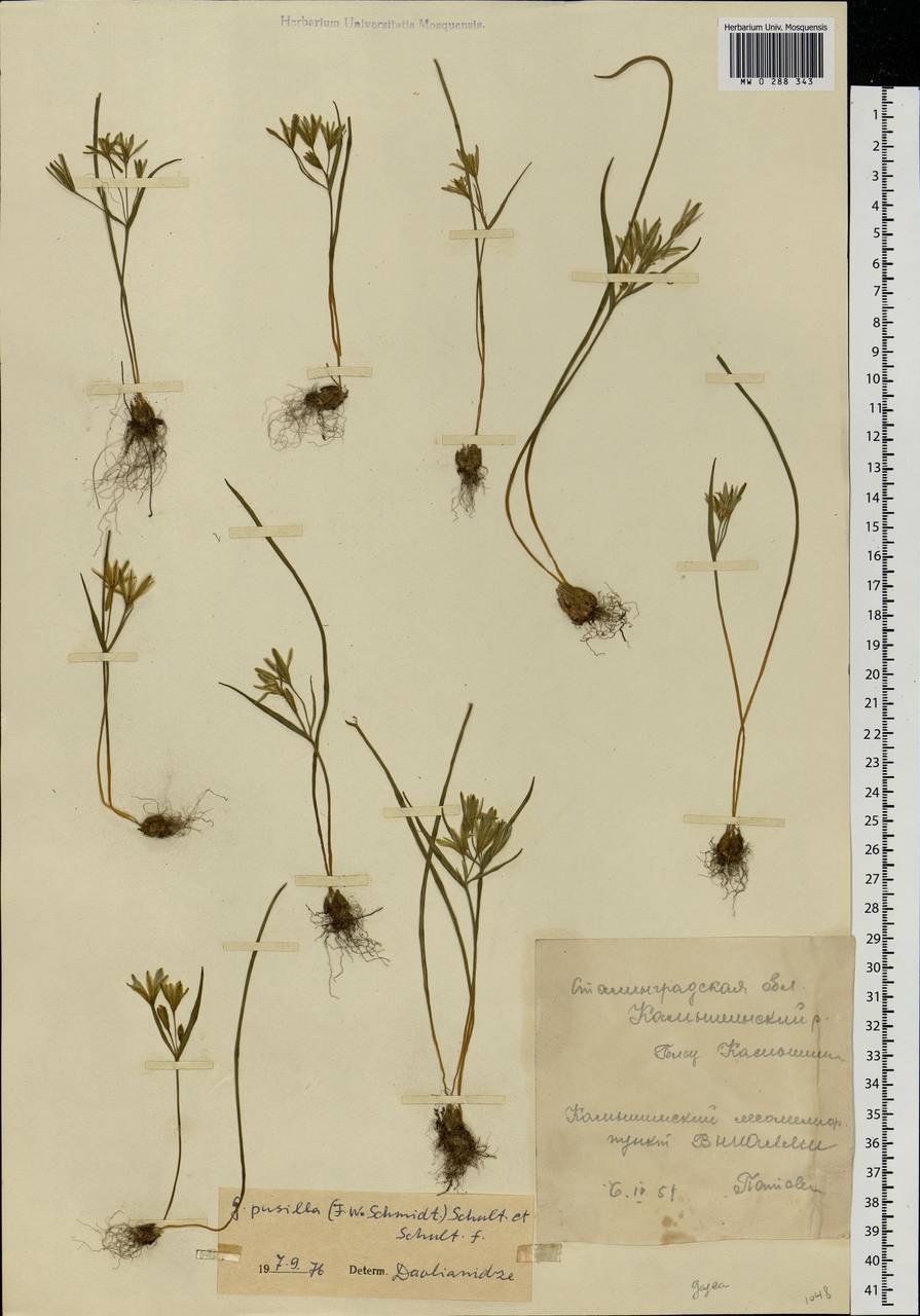 Лук метельчатый(Северный Кавказ)--Allium paniculatum