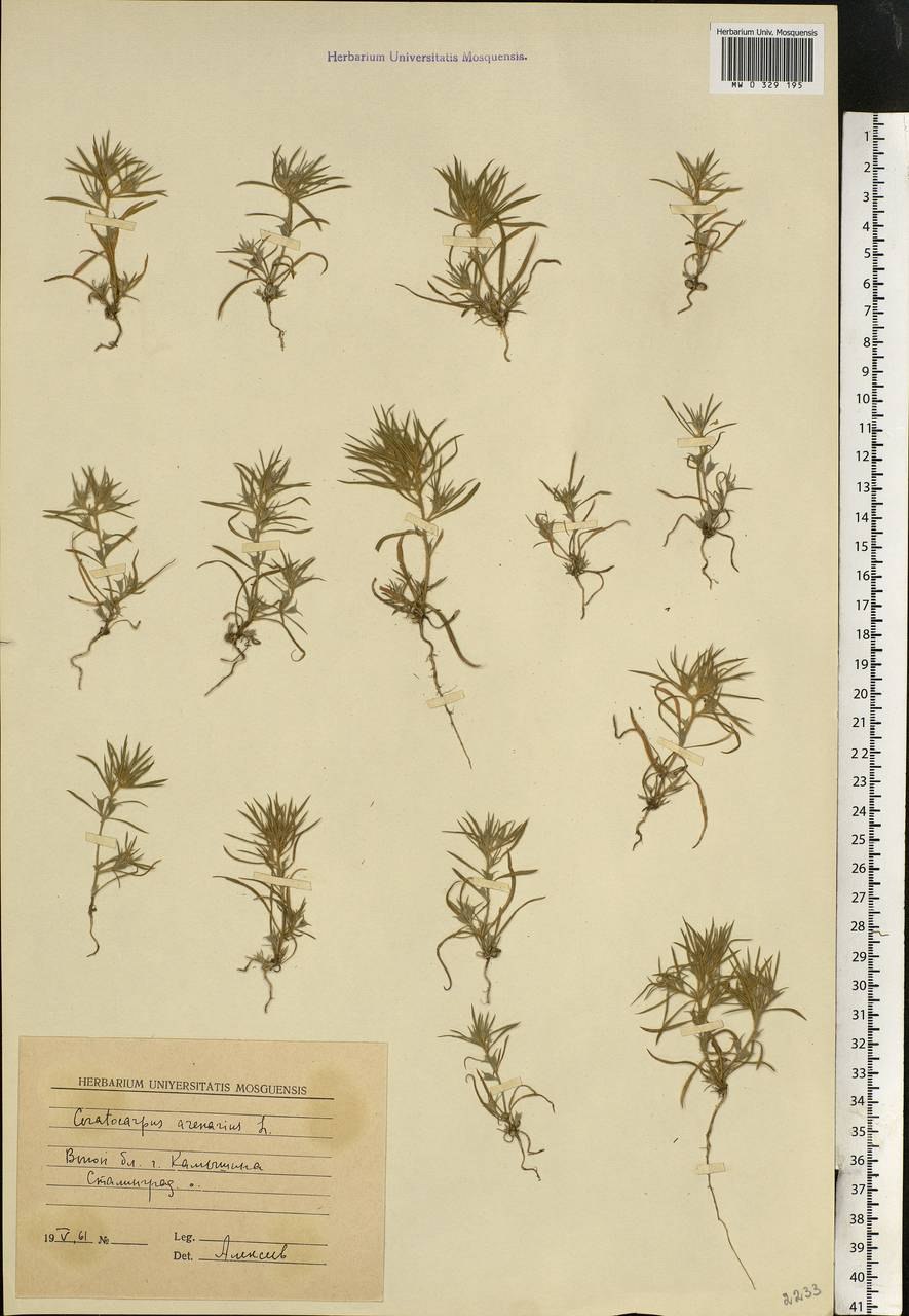 Рогач растение