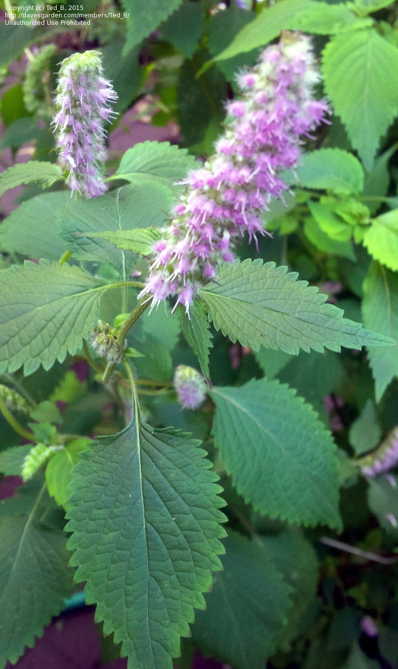 Шандра реснитчатая