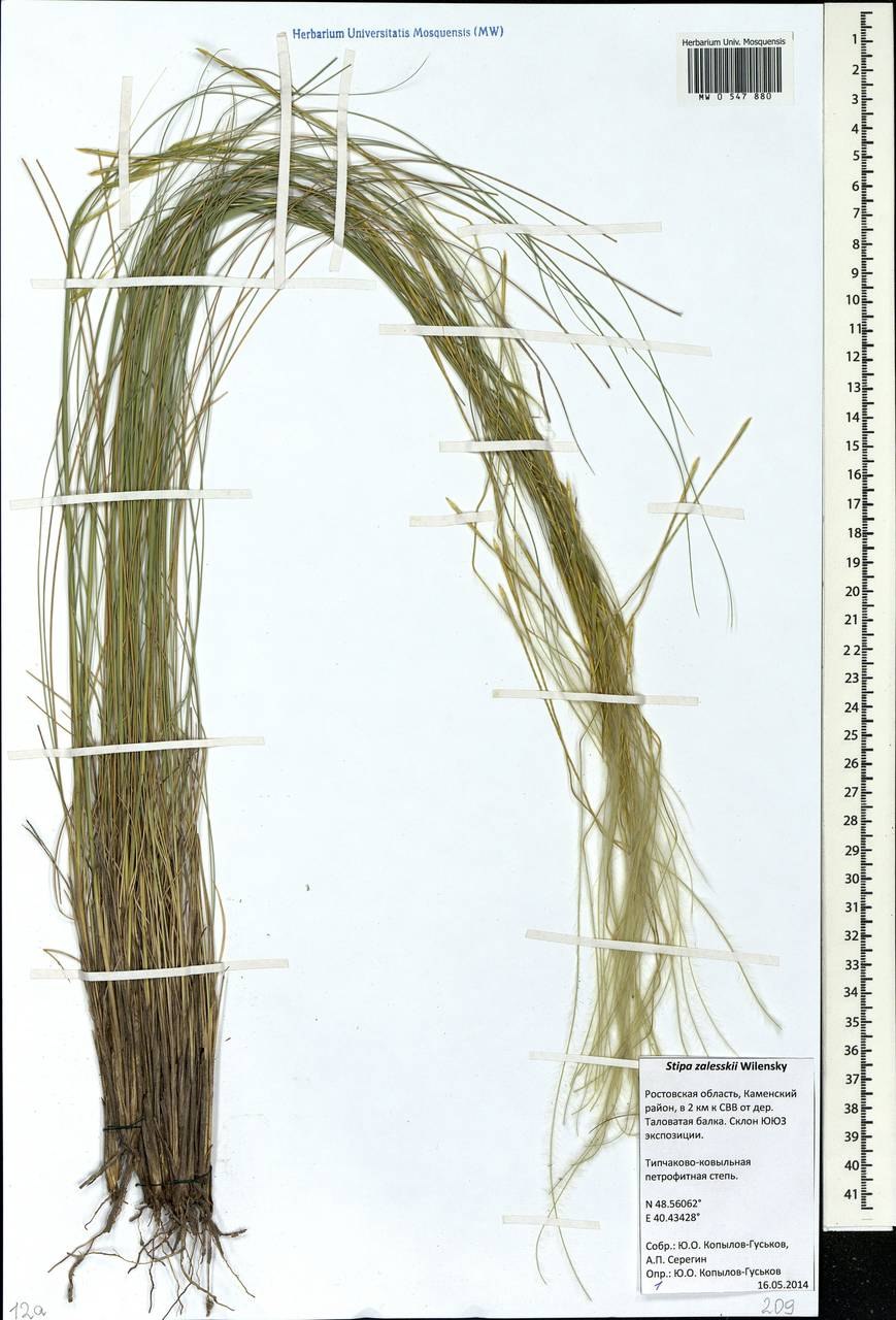 Ковыль залесского