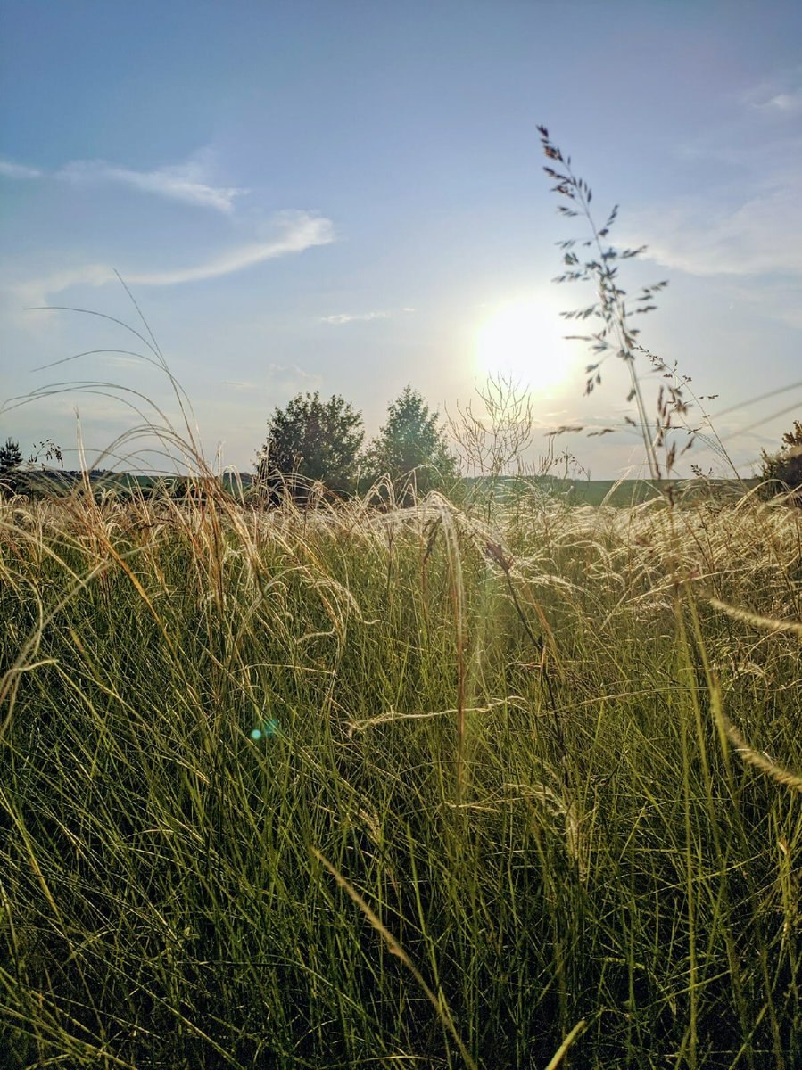 Ковыль волосовидный