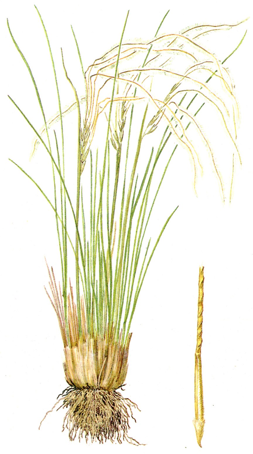 Ковыль перекати поле