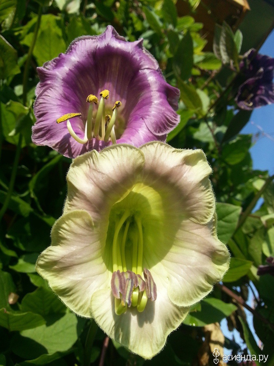 Цветок кобея лазающая