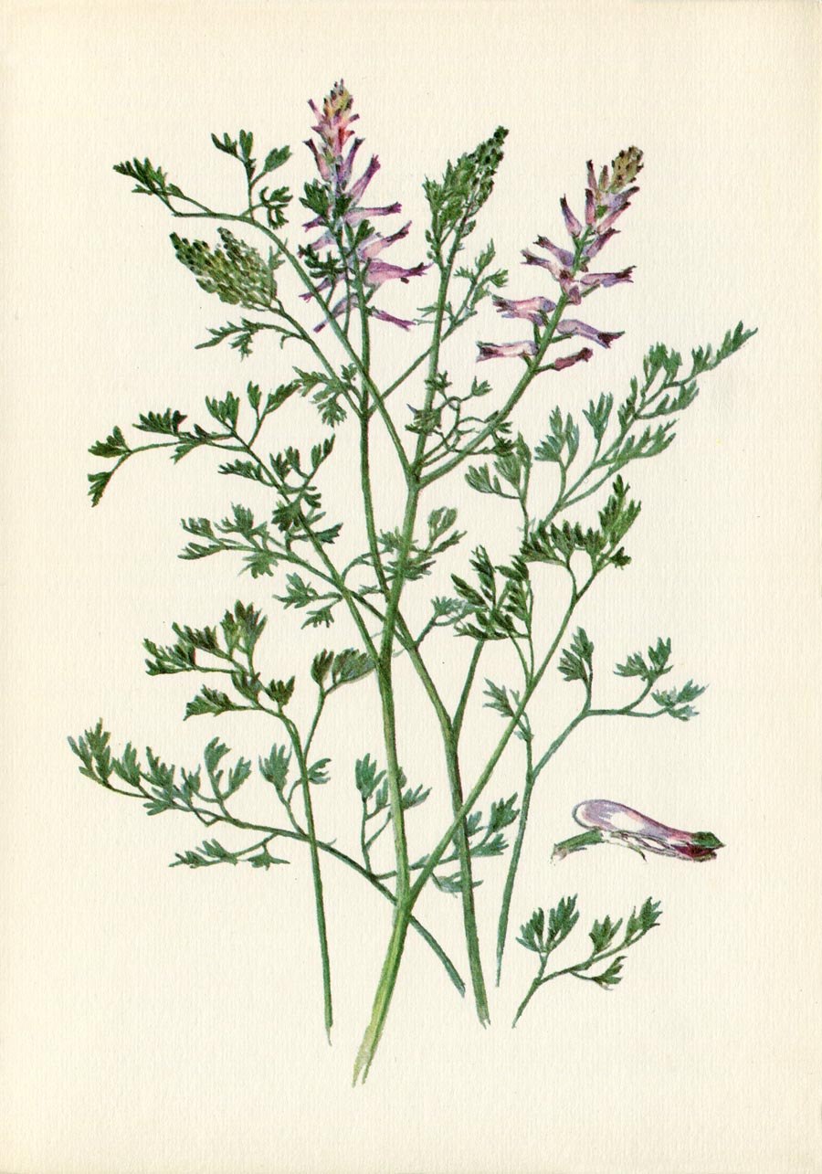 Дымянка аптечная (fumaria officinalis)