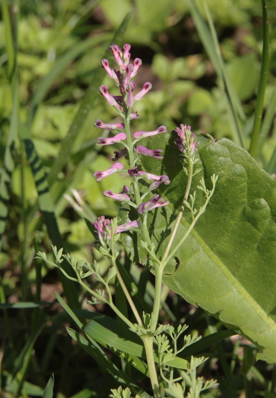 Дымянка лекарственная (fumaria officinalis)